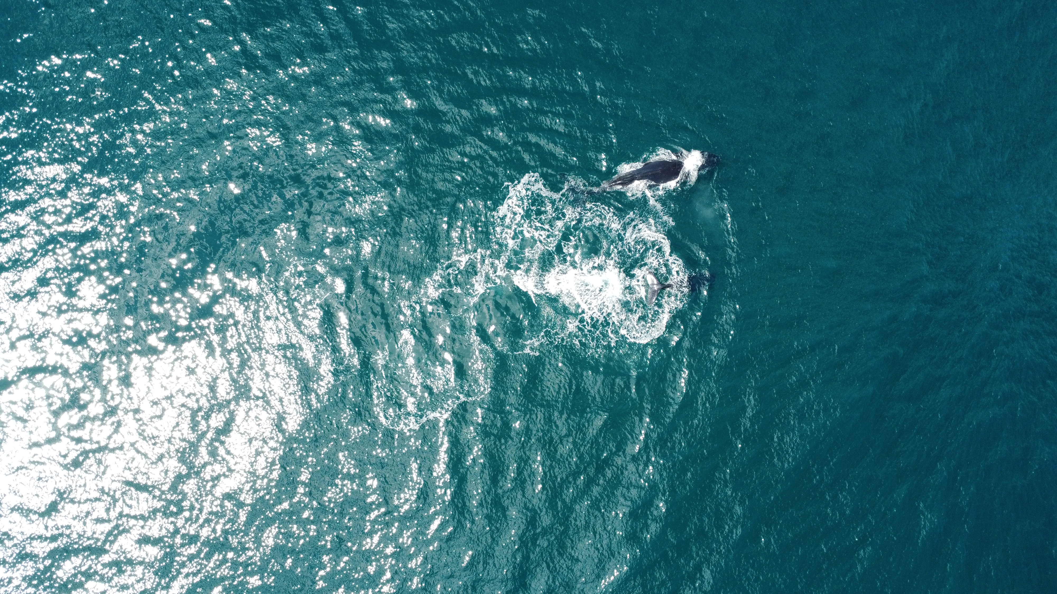 Aerial drone shot of whales at Tuross, New South Wales, Australia